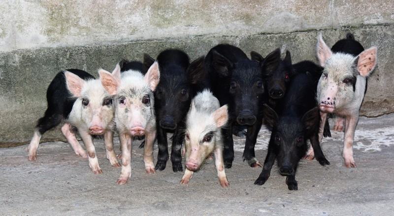 La iniciativa de Emaús Pahou ha permitido sacar a un cierto número de jóvenes de las calles al acogerles, escucharles, formarles y hacerles contribuir a la producción agrícola, ganadera y de la piscicultura.rnLa mayoría de los jóvenes se reinsertan en sus pueblos trabajando en la agricultura o la ganadería.rnNuestra iniciativa ha permitido también crear un programa de microcrédito para las mujeres más desfavorecidas, así como un programa de defensa de los derechos sanitarios (seguro médico).