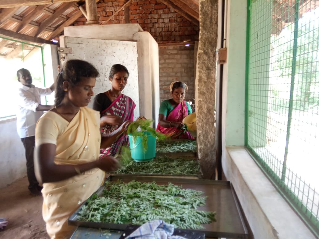 •tAssured employment was available for these women between October and February.rn•tThe remaining 7 months these women were employed mainly in Neem seed, Pungamia seed, Usilai leaves (albizia amara), Henna leaves and picking Hibiscus and Aavaram flowers.