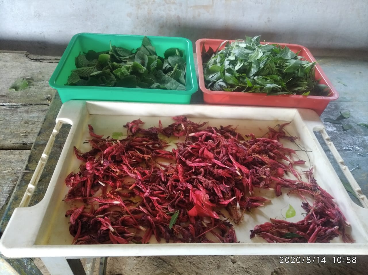 •tWith the Emmaus International emergency support we initiated the collection of herbs with 6 women in 3 panchayats, collected Neem leaves and Pungamia leaves which were dried, packaged by 4 women and marketed as natural sanitisers.