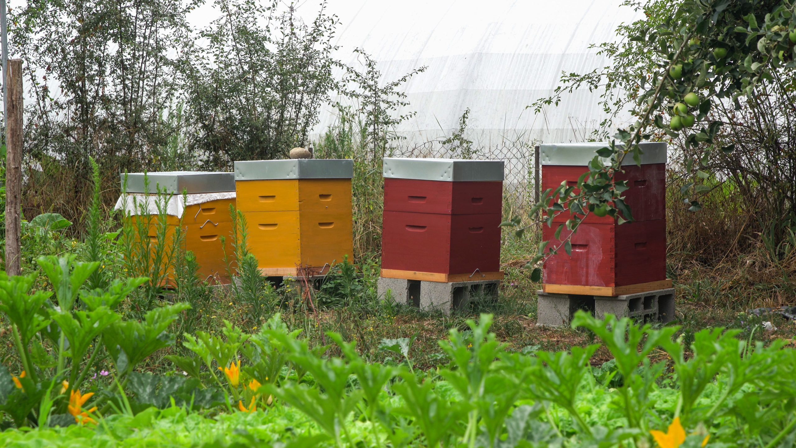 Nous avons acquis 3 ruches pour compléter l’approche. Nous aurons prochainement quelques brebis pour l’entretien des espaces et la production de viande.